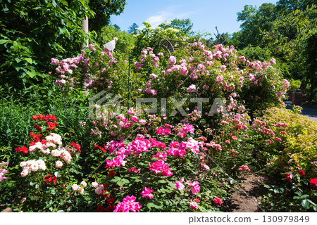 Pink roses Heidetraum in the foreground with light pink John Davis roses behind, blooming under clear blue sky in a bright summer garden scene. 130979849