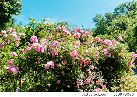 John Davis hybrid kordesii roses blooming with soft pink petals against blue sky, vibrant summer garden scene full of natural floral beauty. 130979850
