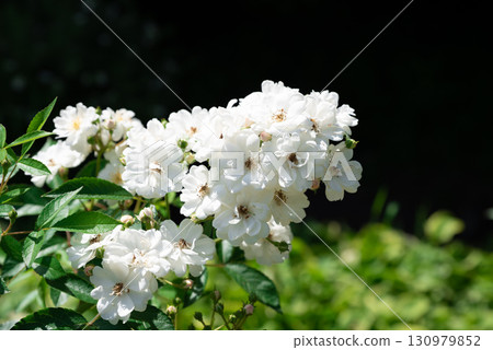 White climbing roses Rosa Guirlande dAmour in full bloom with lush clusters of delicate petals and fresh green foliage under natural sunlight White climbing roses Rosa Guirlande dAmour in full bloom with lush clusters of delicate petals and fresh green foliage under natural sunlight 130979852