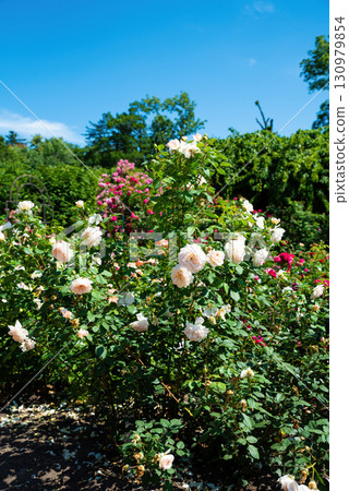 Full vertical bush of William Morris English roses set against clear sky, featuring arching branches of scented apricot pink blooms reaching upward. Full vertical bush of William Morris English roses set against clear sky, featuring arching branches of scented apricot pink blooms reaching upward. 130979854