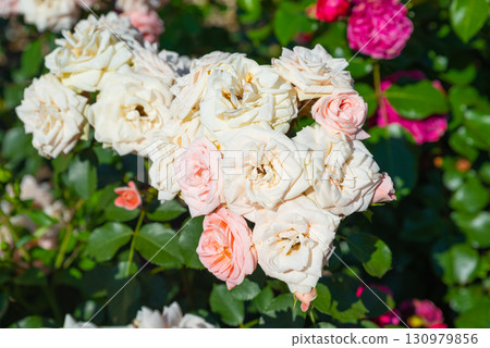Wide shot of Carcassonne floribunda rose mass on clump, dense apricot blossoms and dark green glossy leaves under summer sun. Wide shot of Carcassonne floribunda rose mass on clump, dense apricot blossoms and dark green glossy leaves under summer sun. 130979856