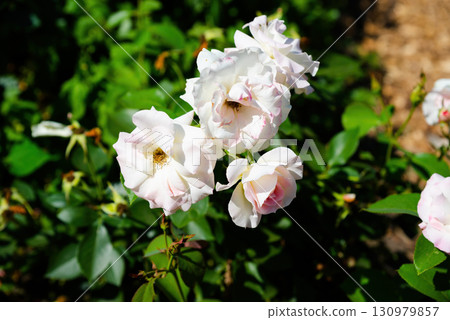 Beautiful Charles Aznavour roses in gentle pink and white tones, blooming together in lush garden, delicate petals shining in summer sunlight. 130979857