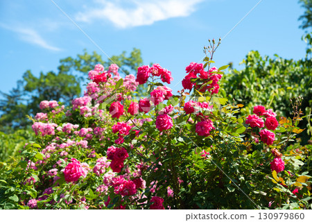 Bright deep-pink rose bush in full bloom, vivid clusters set against green foliage and clear blue sky, fresh garden scene 130979860