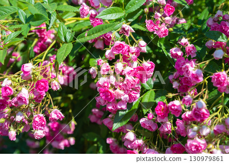 Close up view of Watburg rambler rose branches covered with abundant pink blossoms, delicate petals glowing in natural sunlight in summer garden. Close up view of Watburg rambler rose branches covered with abundant pink blossoms, delicate petals glowing in natural sunlight in summer garden. 130979861