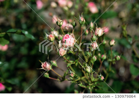 Soft pink Allure Winter Jewel Floribunda roses bloom in harmony, showing their gentle charm and fragile elegance against green leaves. Soft pink Allure Winter Jewel Floribunda roses bloom in harmony, showing their gentle charm and fragile elegance against green leaves. 130979864