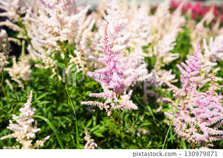 Delicate pink Astilbe flowers in full bloom, soft fluffy plumes standing tall in a bright summer garden with natural green foliage in background. Delicate pink Astilbe flowers in full bloom, soft fluffy plumes standing tall in a bright summer garden with natural green foliage in background. 130979871