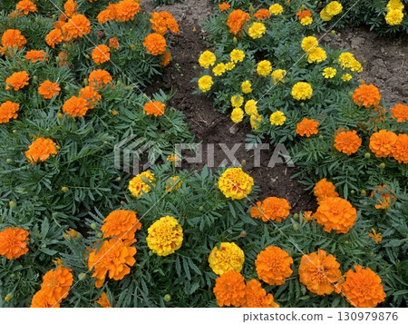flower bed with marigolds 130979876