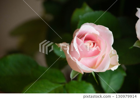 Sweet Avalanche Sweet Avalanche 130979914