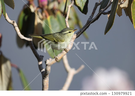 Himalayan Warbler 130979921
