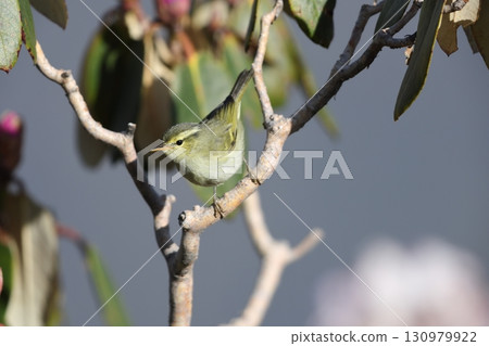 Himalayan Warbler 130979922