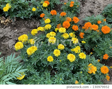 Marigold flower 130979932