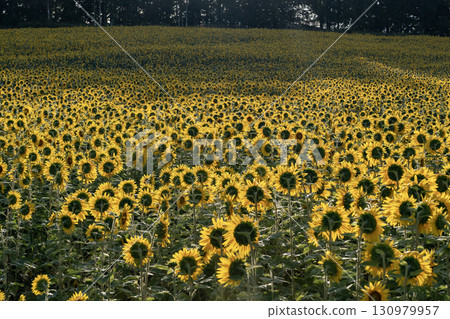 Sunflower field bathed in the morning sun 130979957