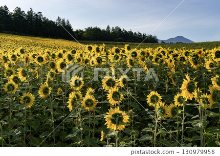 Sunflower field bathed in the morning sun 130979958
