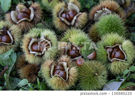 Chestnut picking: a taste of autumn Chestnut picking: a taste of autumn 130980220