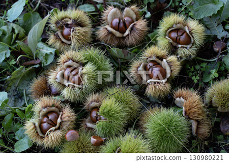 Chestnut picking: a taste of autumn Chestnut picking: a taste of autumn 130980221