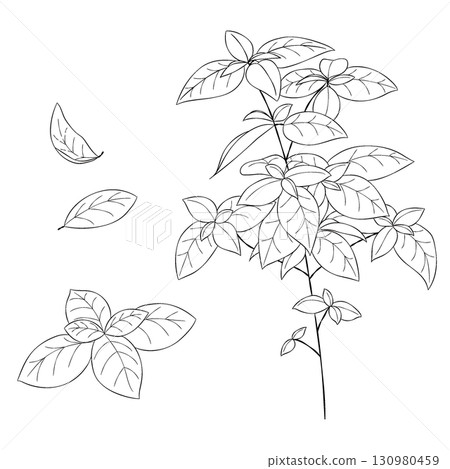 Vector line drawing illustration of the Western herb "basil" Vector line drawing illustration of the Western herb "basil" 130980459