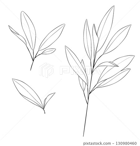 Vector line drawing illustration of the Western herb "sage" 130980460