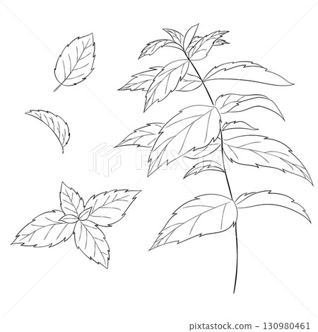 Vector line drawing illustration of the Western herb "peppermint" 130980461