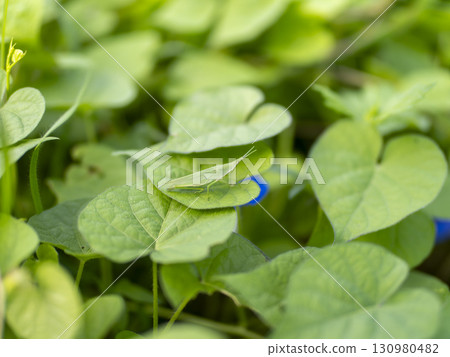 田野裡的蚱蜢 130980482