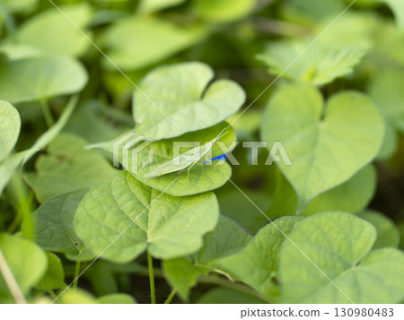田野裡的蚱蜢 130980483