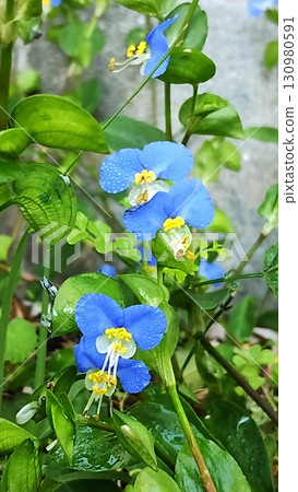 鴨蹠草 鴨蹠草 130980591