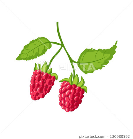 A branch of fresh, bright raspberries with green leaves. A delicious and healthy berry harvest. Isolated on a white background. 130980592