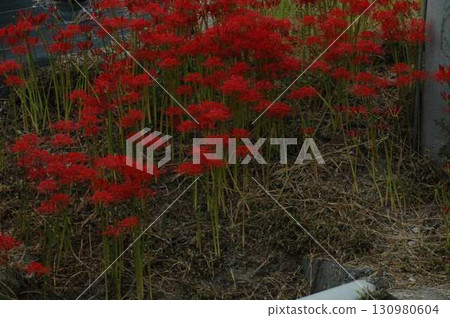 紅色的 130980604