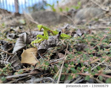 白尾螳螂 130980679