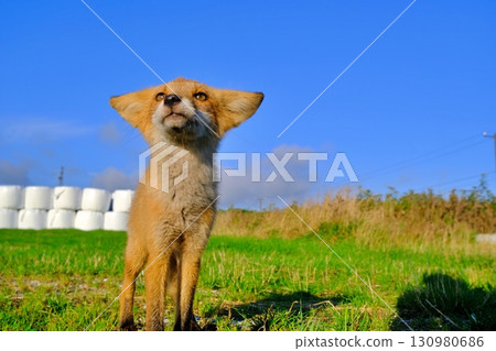 Wild Ezo red fox (Hokkaido) 130980686