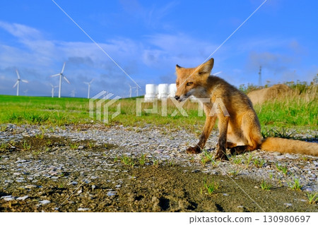 Soya Hills and the Ezo red fox 130980697