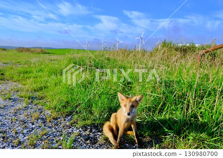Soya Hills and the Ezo red fox 130980700