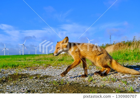 Soya Hills and the Ezo red fox 130980707