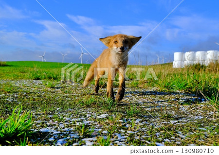 Soya Hills and the Ezo red fox 130980710