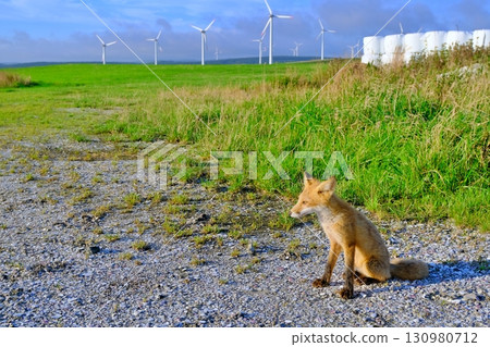 大豆丘陵和蝦夷紅狐 大豆丘陵和蝦夷紅狐 130980712