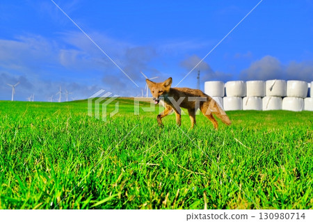 大豆丘陵和蝦夷紅狐 大豆丘陵和蝦夷紅狐 130980714