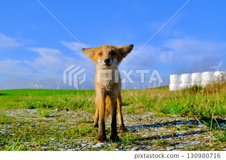 Soya Hills and the Ezo red fox Soya Hills and the Ezo red fox 130980716