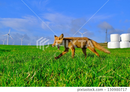 Soya Hills and the Ezo red fox Soya Hills and the Ezo red fox 130980717