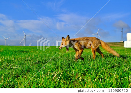 大豆丘陵和蝦夷紅狐 大豆丘陵和蝦夷紅狐 130980720
