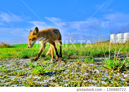 大豆丘陵和蝦夷紅狐 130980722