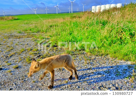 Soya Hills and the Ezo red fox Soya Hills and the Ezo red fox 130980727