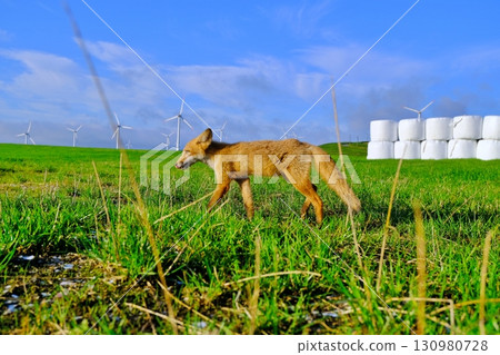 大豆丘陵和蝦夷紅狐 130980728