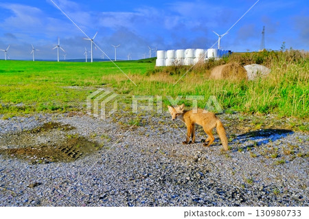 大豆丘陵和野生蝦夷赤狐 130980733