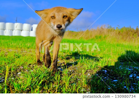 大豆丘陵和野生蝦夷赤狐 130980734