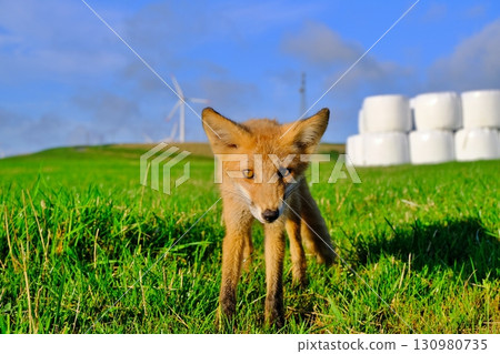 大豆丘陵和野生蝦夷赤狐 130980735