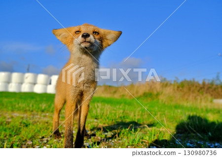 大豆丘陵和野生蝦夷赤狐 130980736