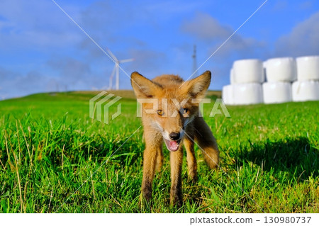 大豆丘陵和野生蝦夷赤狐 130980737