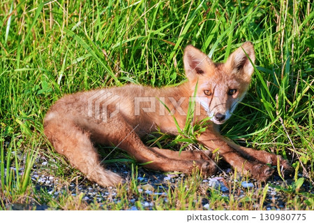 Wild Fox Wild Fox 130980775