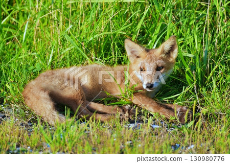 Wild Fox Wild Fox 130980776