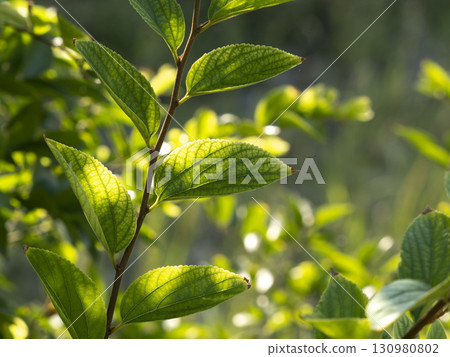 Leaf veins illuminated by the morning sun 130980802