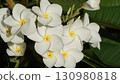 Resort flower, plumeria 130980818